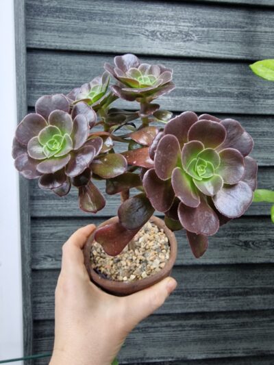 Aeonium Velour