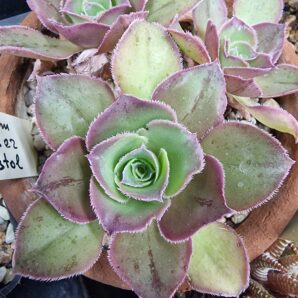 Aeonium 'Marnier Lapostolle'