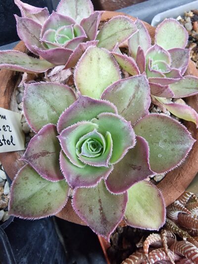 Aeonium 'Marnier Lapostolle'