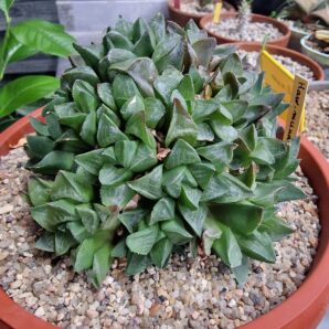 Haworthia mirabilis mundula