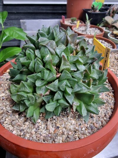 Haworthia mirabilis mundula