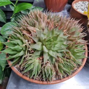 Haworthia marumiana v.batesiana hybr.