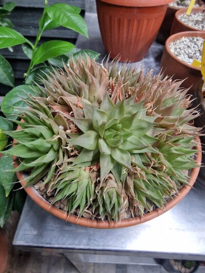 Haworthia marumiana v.batesiana hybr.