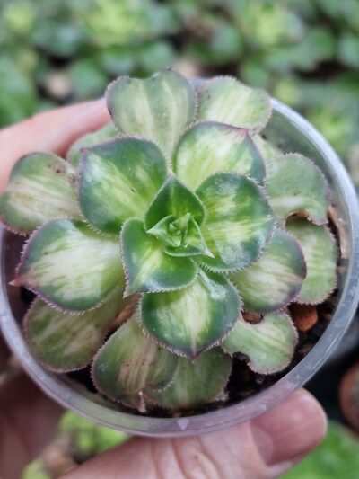 Aeonium Lemon and Lime