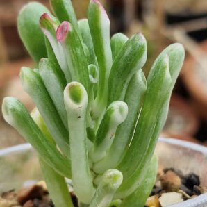 Crassula hobbit variegata