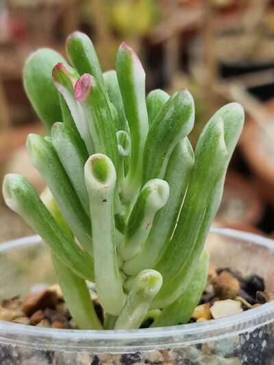 Crassula hobbit variegata