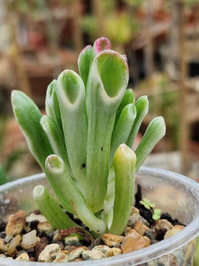 Crassula hobbit variegata - Зображення 2