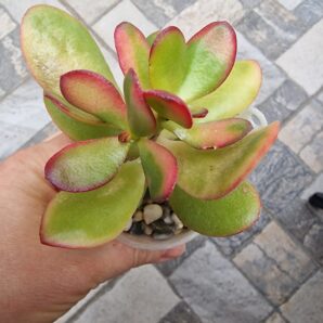 Crassula ovata Hummel's Sunset