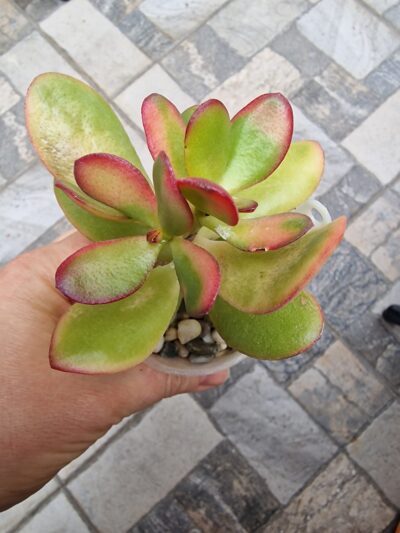 Crassula ovata Hummel's Sunset