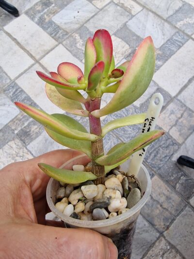 Crassula ovata Hummel's Sunset - Зображення 2