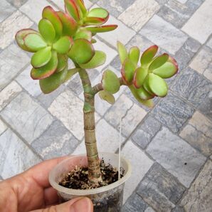 Crassula ovata Hime Ougon Kagetsu