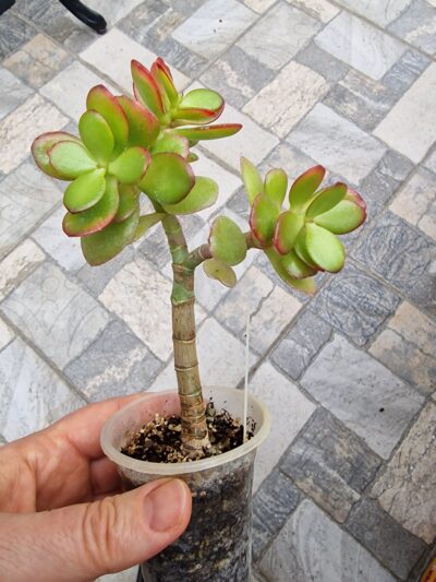 Crassula ovata Hime Ougon Kagetsu