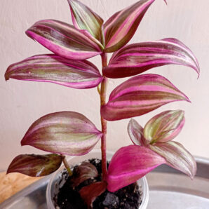 Tradescantia zebrina 'Discolor multicolor'