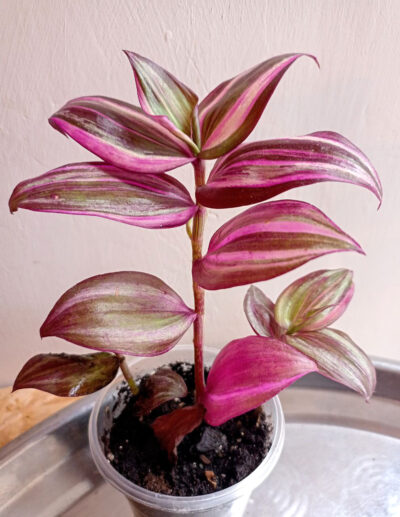 Tradescantia zebrina 'Discolor multicolor'