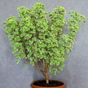 Pelargonium crispum variegata