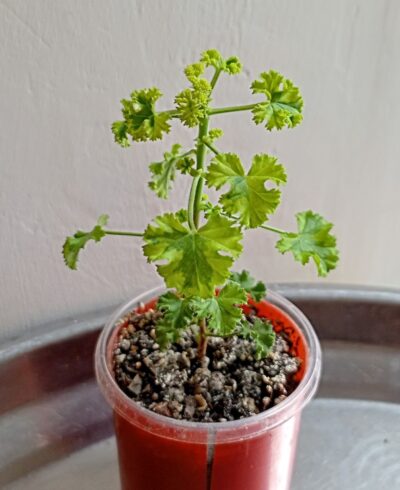 Pelargonium crispum variegata