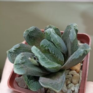 Haworthia Truncata Hybr 1шт