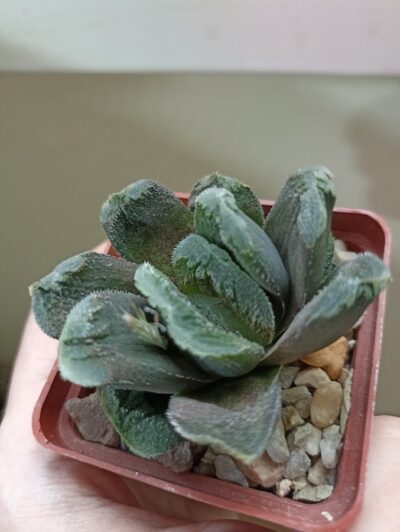 Haworthia Truncata Hybr 1шт