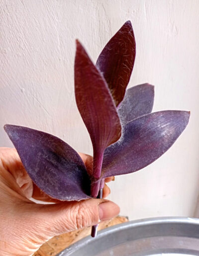 Setcreasea pallida 'Purple heart' - Зображення 2
