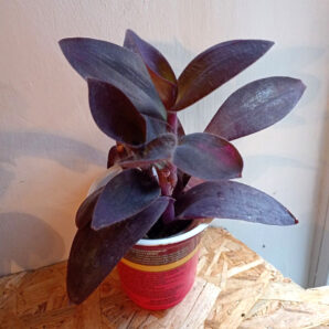 Setcreasea pallida 'Purple heart'