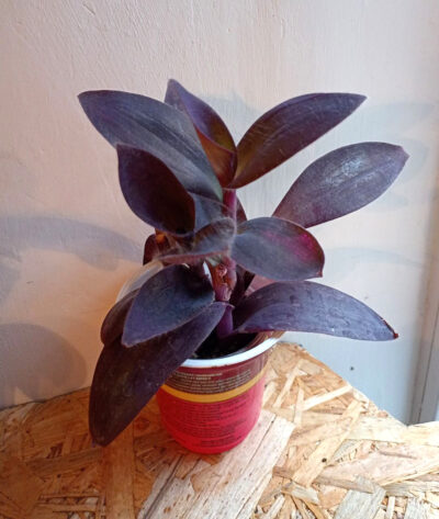 Setcreasea pallida 'Purple heart'
