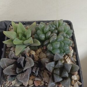 Haworthia Mix 2