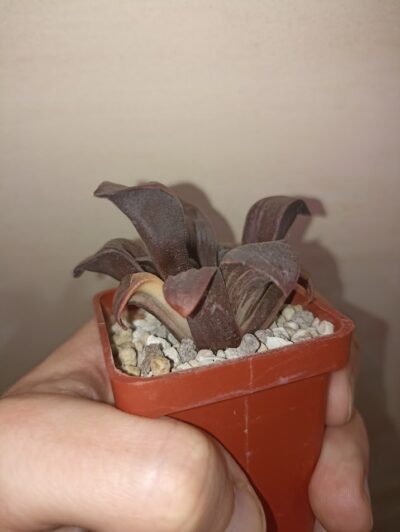 Haworthia Atrofusca Variegated - Зображення 2