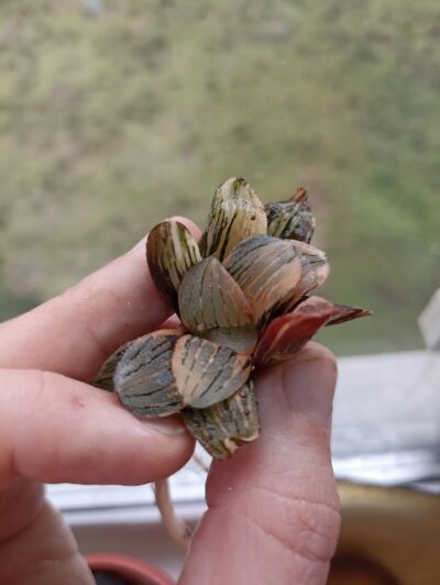 Haworthia Night Forest Variegated