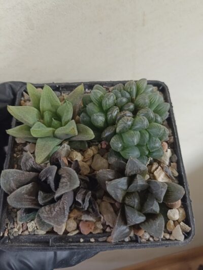 Haworthia Mix 2