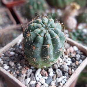 Lobivia wrightiana