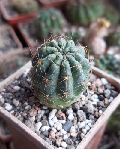 Lobivia wrightiana