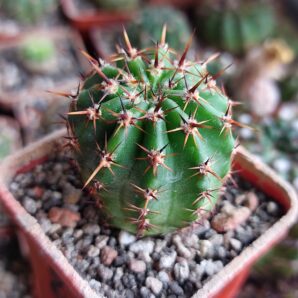 Lobivia dobeana