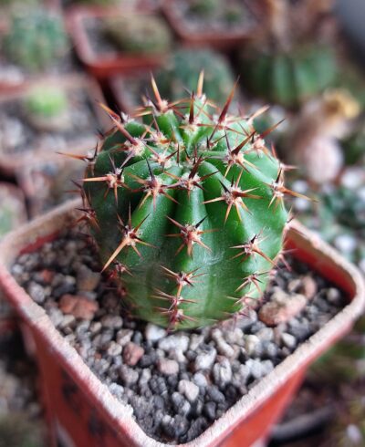 Lobivia dobeana