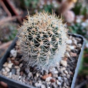 Lobivia schieliana v.albescens