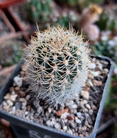 Lobivia schieliana v.albescens