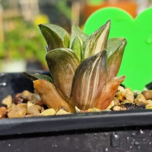 Haworthia retusa Suko Nishiki