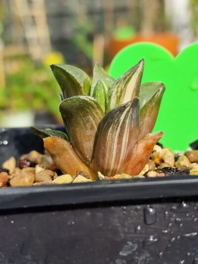 Haworthia retusa Suko Nishiki