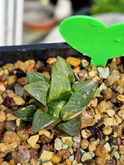 Haworthia retusa Suko Nishiki - Зображення 2