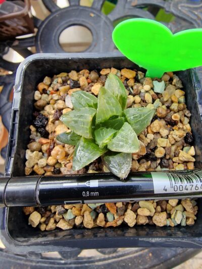 Haworthia retusa Suko Nishiki - Зображення 3