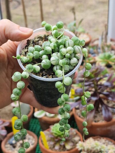 Senecio rowleyanus variegata