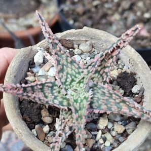 Aloe hybrid