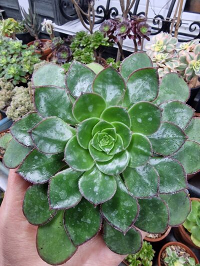 Aeonium Red Edge