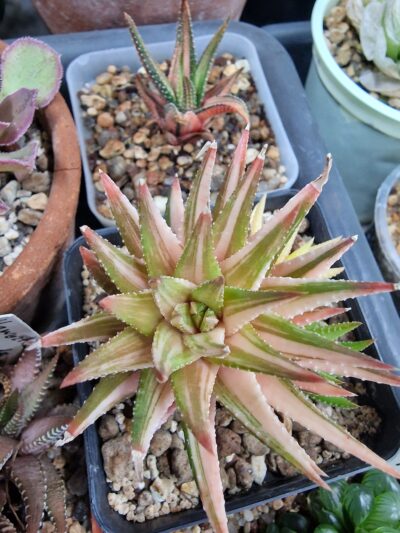 Haworthia reinwardtii reverse variegata - Зображення 2