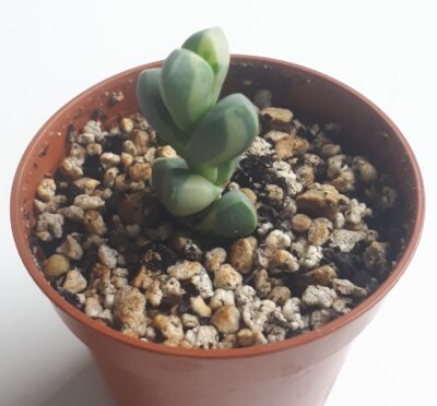 Corpuscularia lehmannii - Зображення 2