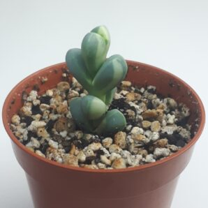 Corpuscularia lehmannii