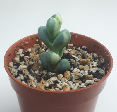 Corpuscularia lehmannii