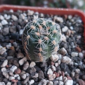 Gymnocalycium bruchii