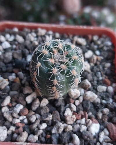 Gymnocalycium bruchii