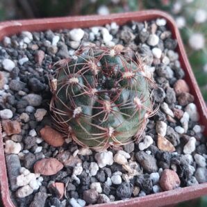 Gymnocalycium mesopotamicum
