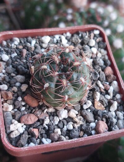 Gymnocalycium mesopotamicum